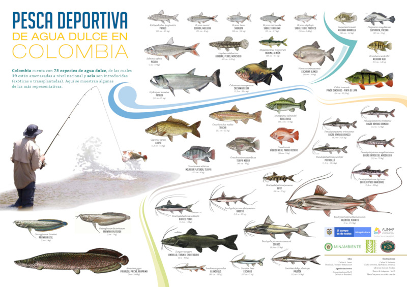 La pesca deportiva es una oportunidad de desarrollo para las comunidades locales de diferentes regiones del país, pero requiere un conocimiento disponible que asegure su disponibilidad. 🐟 Conoce más detalles en bit.ly/3Ne1Vg0