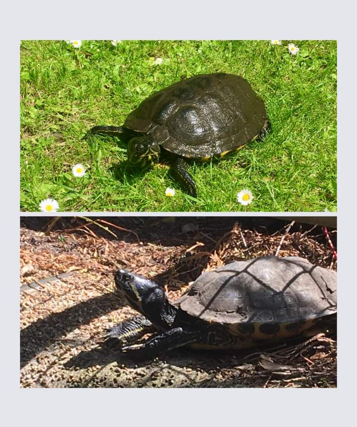 Adam Rumble tweet media