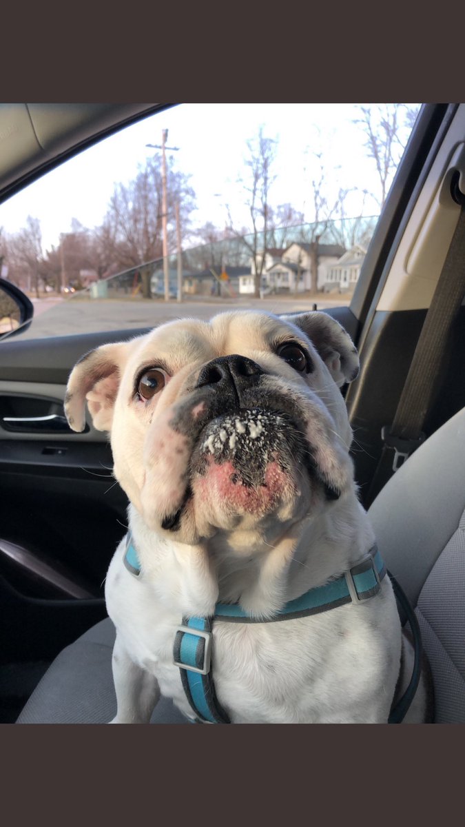 MaddieMeg98's tweet photo. My buddy got diagnosed with terminal cancer today. He’s the bestest boy. I will continue to love him with my whole heart through this final part of his journey. Here are some of my favorites. https://t.co/Jp5tFVgALt