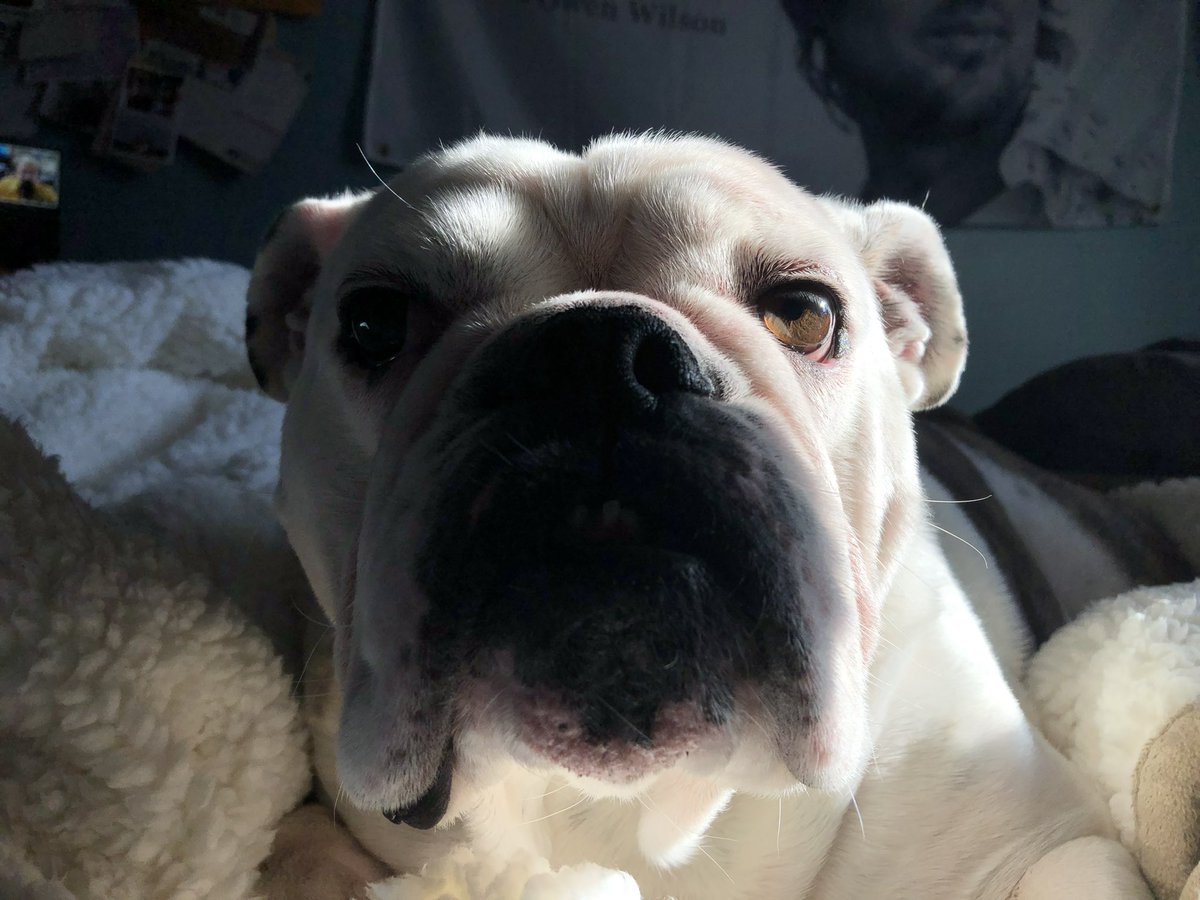 MaddieMeg98's tweet photo. My buddy got diagnosed with terminal cancer today. He’s the bestest boy. I will continue to love him with my whole heart through this final part of his journey. Here are some of my favorites. https://t.co/Jp5tFVgALt