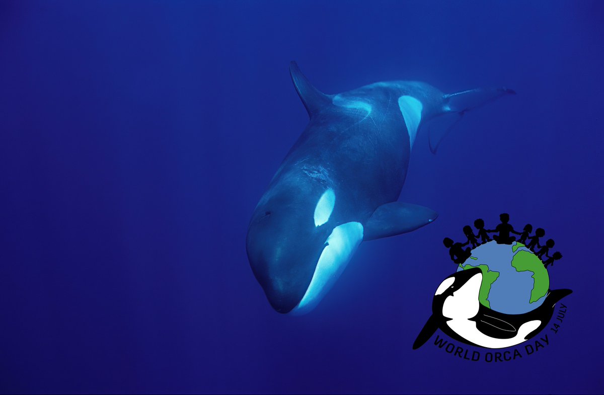 Happy World Orca Day (as the world spins around, we are already on the 14th of July here in New Zealand) Bring on the Orca!!!!!
<a href="/WorldOrcaDay/">World Orca Day</a>