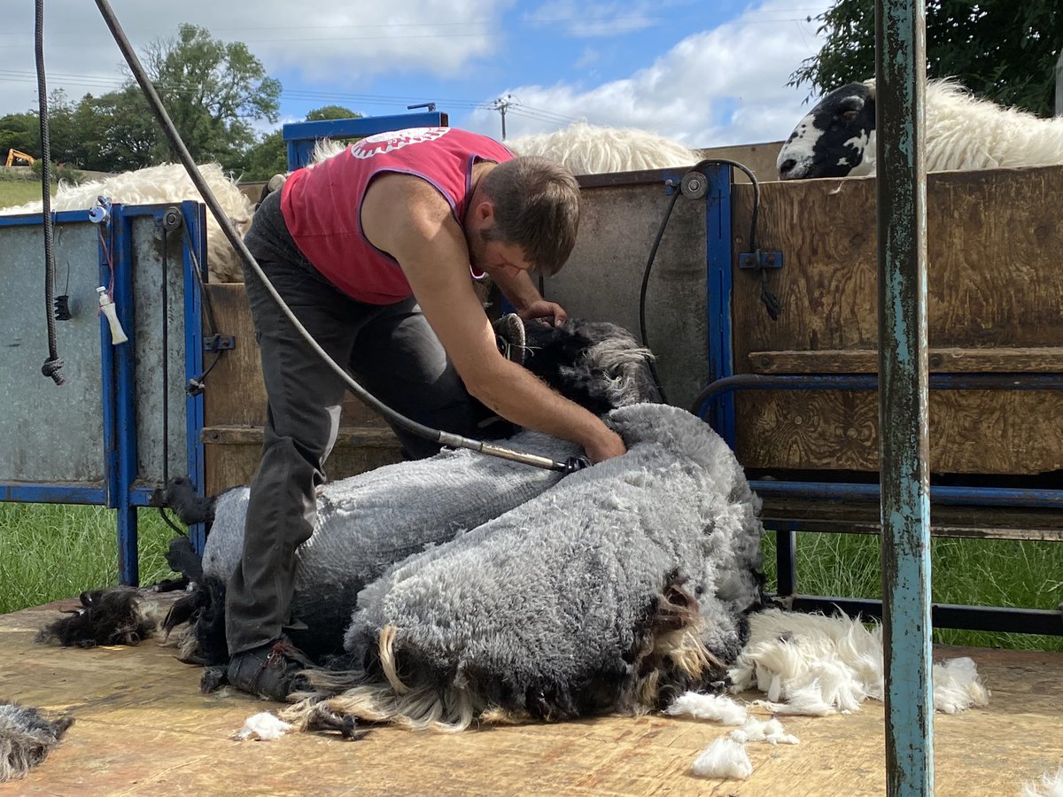woolismybread's tweet image. Gently and firmly the fleeces are removed … skill, patience and a strong back is needed #shepherdess #wool #woolfarm #farm #yarn