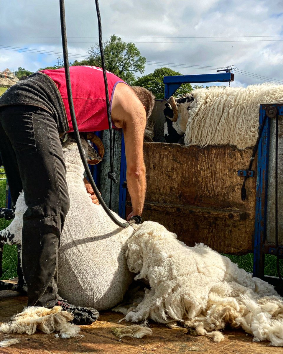 woolismybread's tweet image. Gently and firmly the fleeces are removed … skill, patience and a strong back is needed #shepherdess #wool #woolfarm #farm #yarn