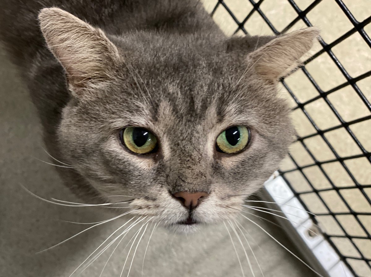 AlexAnimals's tweet photo. Meet Slate! He's not sure about this whole "personal space" thing and loves to be as close as possible to anyone who visits him. This sweet 3-year-old is ready to be someone's new best friend. Could it be you?

Schedule an appointment to meet him at https://t.co/VUbdY6hCoQ. https://t.co/j5hrixwp4r