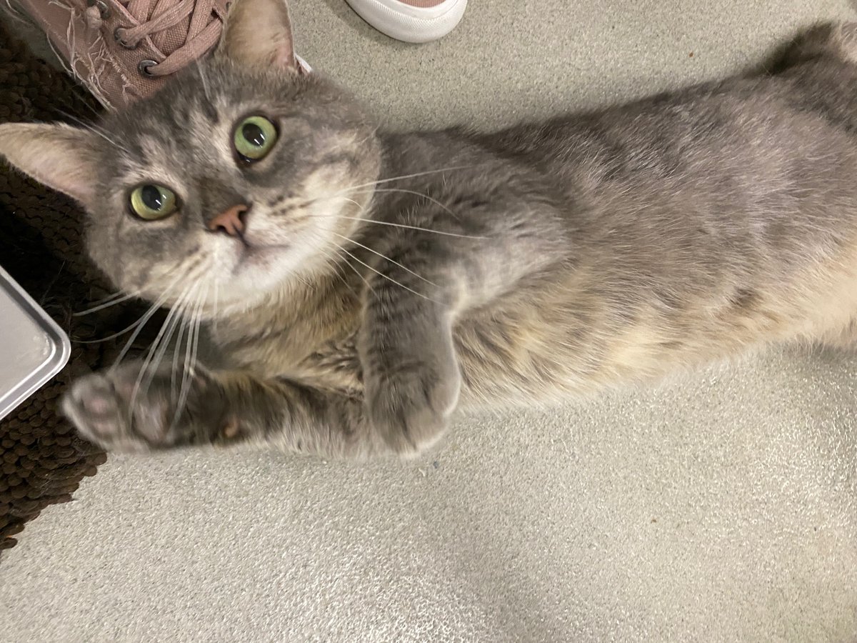 Meet Slate! He's not sure about this whole "personal space" thing and loves to be as close as possible to anyone who visits him. This sweet 3-year-old is ready to be someone's new best friend. Could it be you?

Schedule an appointment to meet him at AlexandriaAnimals.org/Adopt-By-Appoi….