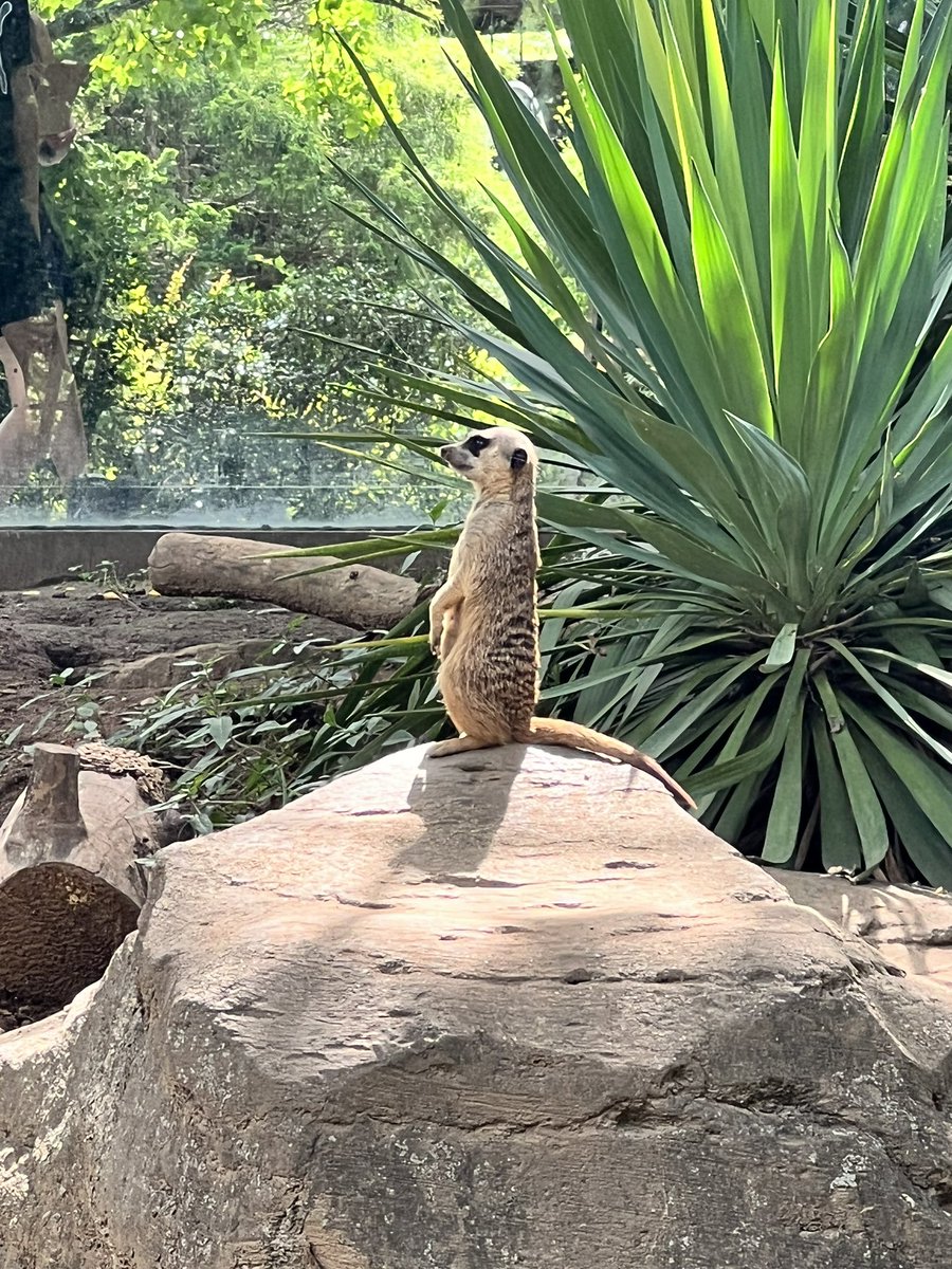 cmace30's tweet image. Waiting for Preds to dip into the top 6 market like ..