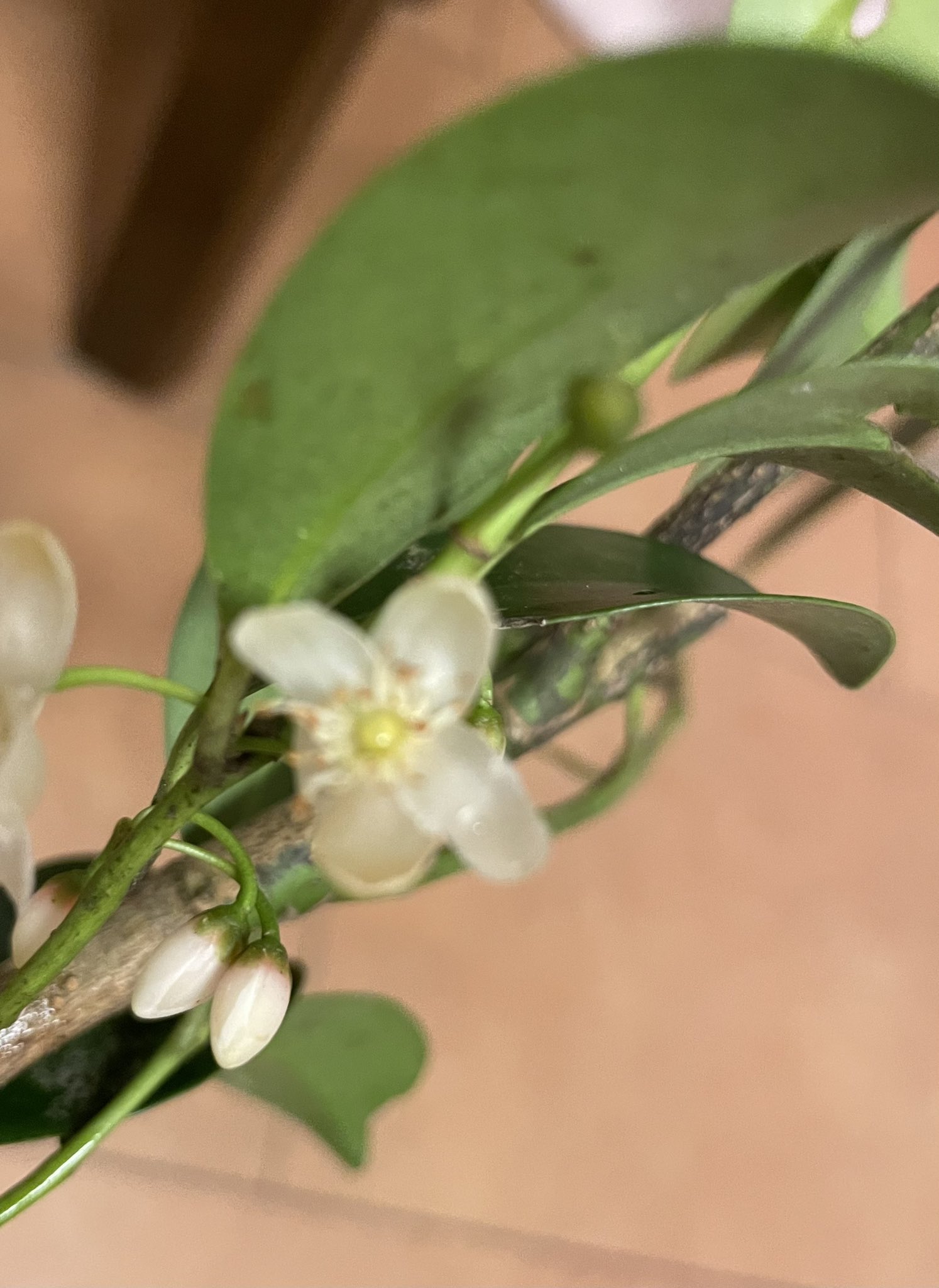 榊の花 Twitter Search Twitter