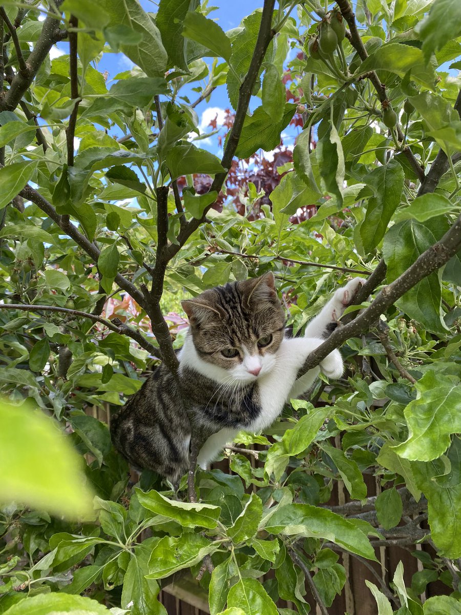 meivocis's tweet photo. This is Pumpkin, the cause of much mischief and mayhem since Halloween 2021. She’s a big fan of PSA, her favourite stream so far being Dave &amp; Rob’s adventures in Planet Coaster. #CatsOfAccess https://t.co/bkFelNb40R