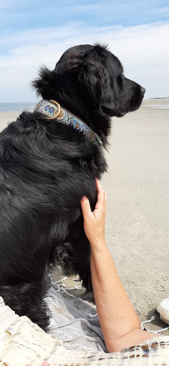 Cees Beukema tweet media