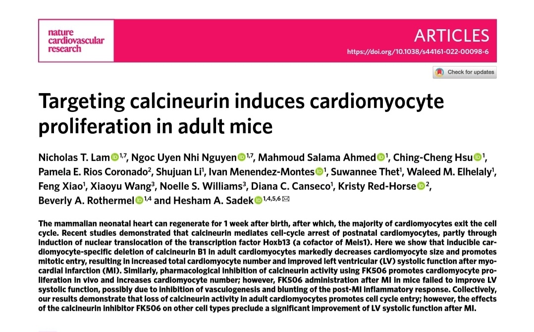Nicholas Lam (@nicholaslamphd) on Twitter photo <a href="/NhiNguyen1984/">Nguyen Ngoc Uyen Nhi</a> and I under <a href="/heshamasadek/">Hesham Sadek</a>'s team and collaborators are excited to share our work in <a href="/NatureCVR/">Nature Cardiovascular Research</a> showing that Calcineurin inhibition promotes cardiomyocyte proliferation in adult mice. nature.com/articles/s4416… <a href="/NhiNguyen1984/">Nguyen Ngoc Uyen Nhi</a> and I under <a href="/heshamasadek/">Hesham Sadek</a>'s team and collaborators are excited to share our work in <a href="/NatureCVR/">Nature Cardiovascular Research</a> showing that Calcineurin inhibition promotes cardiomyocyte proliferation in adult mice. nature.com/articles/s4416…