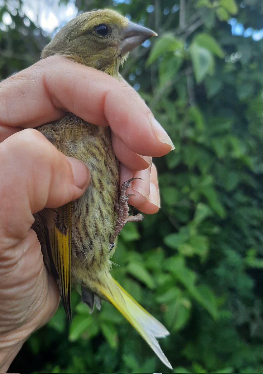 Bit quiet on the ringing front at the mo' but getting some nice juv Greenfinch in the garden #BirdRinging