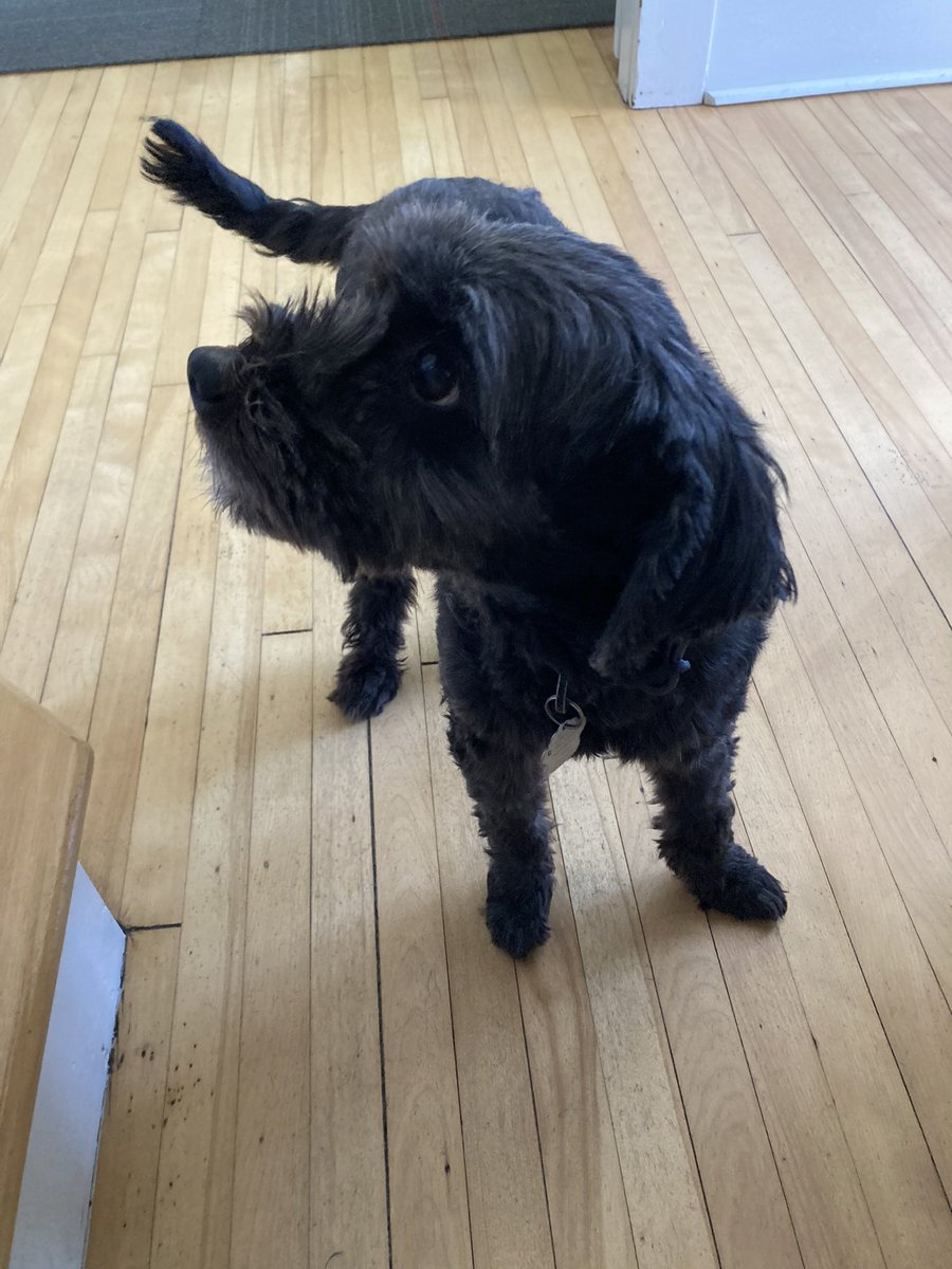 Happy #WoofWednesday volunteers come in all forms. Some of our hospice volunteers happen to walk on all fours and have wagging tails. Meet Maya &amp; Giller our resident office dogs at our Charlottetown office.