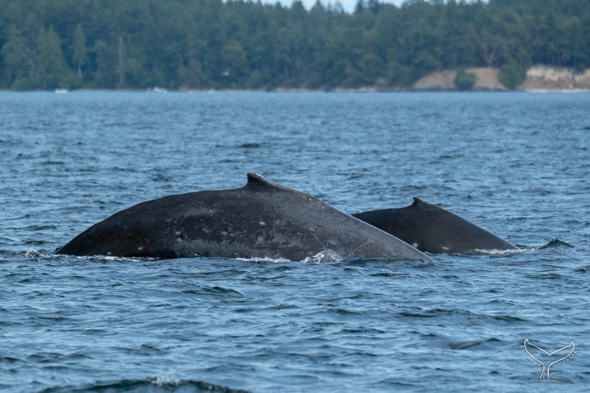 ThePWWA's tweet photo. #HappyHumpDay! There's another new face (fin?) in the Salish Sea! Naturalist Bethany of @orcawhalewatch got the first photo of BCX1515 "Pawn" and her new calf. We're not sure where Pawn gave birth in winter, but we're glad the duo arrived safely at the summer feeding grounds.🥳 https://t.co/1I904A58Sh