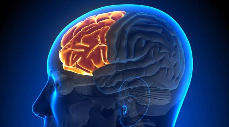 "OT GİBİ YAŞAMAK İSTEMİYORSAN..."
Doç. Dr. Kenan Kıbıcı

Beyninde "korteks" adında bir kodamanı beslediğini biliyor musun?..
Ve yine beyninin içinde o büyük patrona getir götür işleri yapan "nöron" isminde milyonlarca nakliyeci işçin olduğunu?