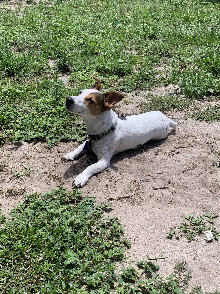 oriole___'s tweet image. Everyone say happy birthday to my dog he’s 9 years old now🥰