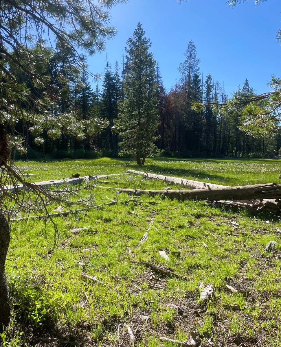 Green, lush, and speckled with wildflowers–we love spending peaceful moments in Paige Meadows.