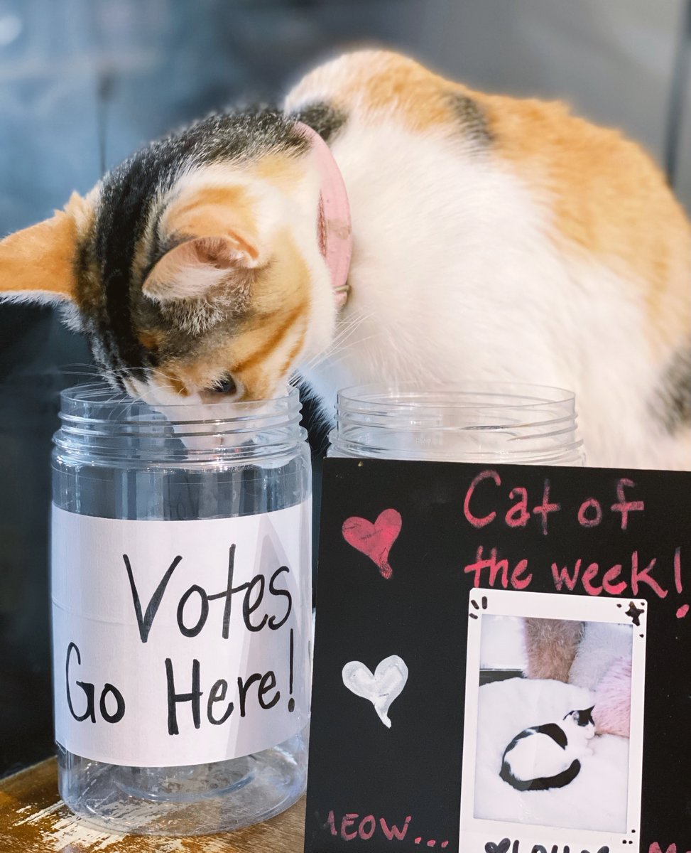 Meet Greta, a sweet calico who loves pets, playtime, and people! She was living outside with her family, being fed by locals but was not receiving the proper care.

Thankfully, she was rescued and is now with us!

ADOPTABLE LOCATION: LA ⁠

Use the link in our bio to Meet Greta.