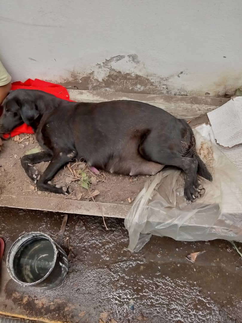 PerroUsuario's tweet photo. RT @maritesotelo: #AUXILIO POR FAVOR quitenle la perrita a ese chico esta lastimandola, le aprieta la pancita y ella se queja. La perrita esta en el módulo de #Polisucre #Petare diagonal a la sede del #FAES. La perrita está pariendo. 
 @PolisucreOficia 

. https://t.co/tieMb01EHd