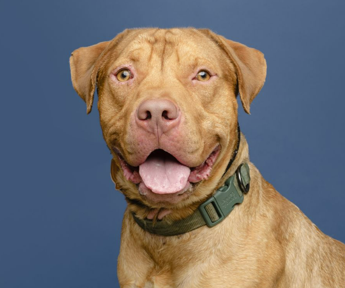 FriendsofBCAS's tweet photo. Meet Draco! He's 1yr+, very friendly &amp; just needs to know what is/is not appropriate forms of playful interaction. He's lived w/ kids, but due to his manners at this point, we recommend that he go to dog savvy homes w/ older kids only. Looking for an active home &amp; a fenced yard https://t.co/ViERn09g8Z