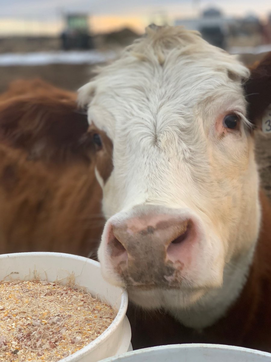 TubbsShow's tweet photo. Family meeting commences 3pMT @710KNUS. Also ahead:
▪️405pMT in studio @douglascountyco Commissioner @AbeLaydon on dysfunction, homelessness &amp; more
▪️445pMT our CO Ag contributor @rachelgabelco on Gov. cattle guffaw, billboards &amp; pandering
📷:RG https://t.co/W8jnLZBEMe