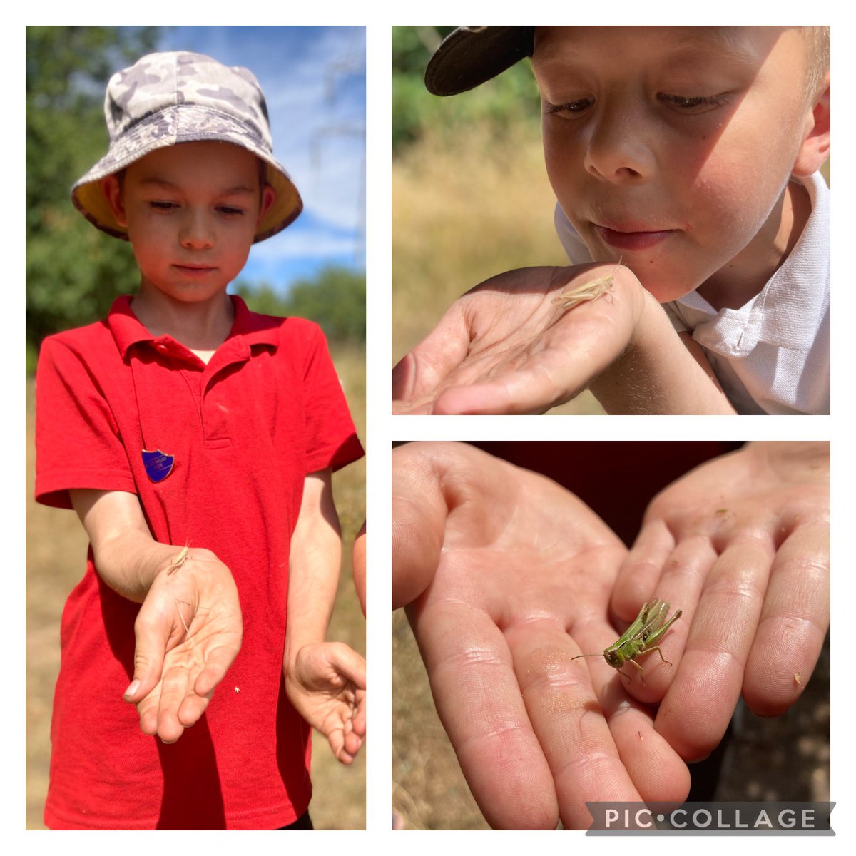<a href="/HMC_School/">High Meadow Community School</a> Year 2 enjoying the summer fruits kindly shared by Silas, our Forest Elf for our last #forestschool session of the year 🍓🫐🍓🫐
We then went on a grasshopper hunt… &amp; discovered they are amazing at playing hide &amp; seek!!! 
Happy holidays 💚 #outdoors #explore #nature