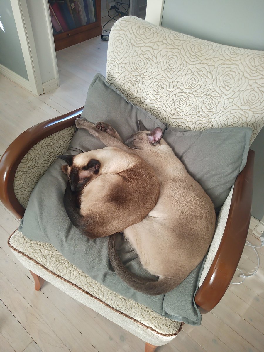 That's our chair!
#CatsOfTwitter #siamesecats