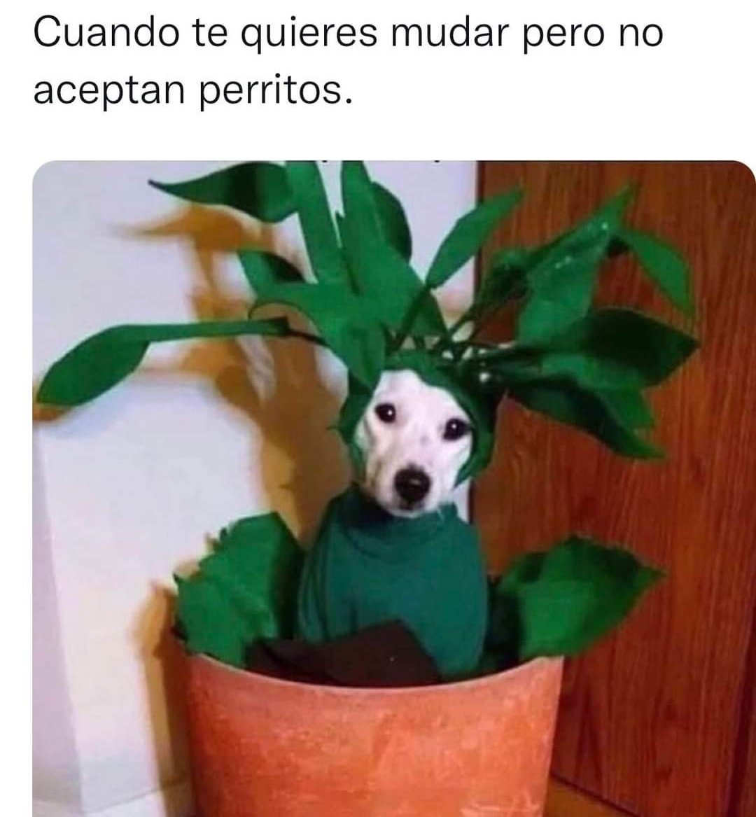 A veces ladra pero es porque es exótica 
😊😊