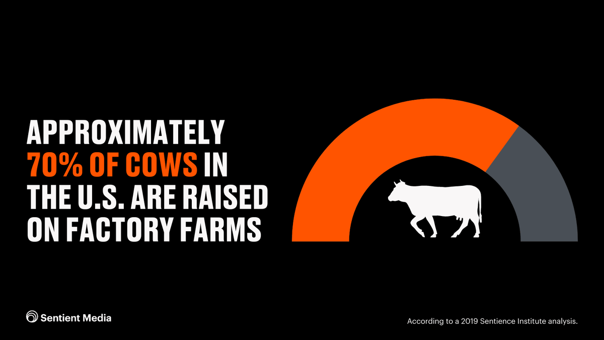 Sentient_Media's tweet photo. It's day 3 of our 30-day campaign. Did you know that 70% of cows in the U.S. are raised on factory farms? And that roughly 890,000 cattle are slaughtered for their #meat each day globally?

Learn more in this #100Voices newsletter featuring Team Illimani: https://t.co/t62nWBbXOh https://t.co/ebVmtmbqSU