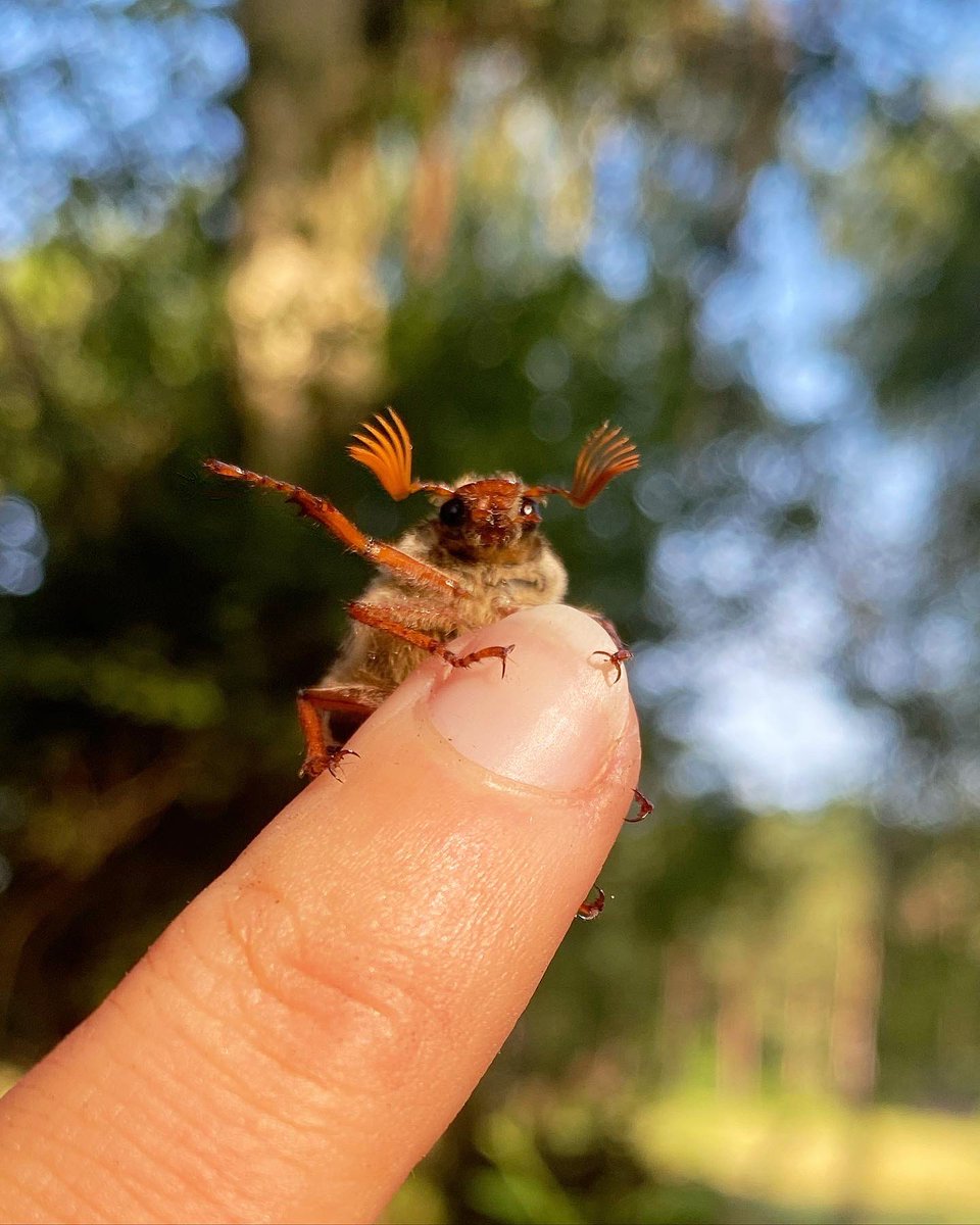 Lucy_Lapwing's tweet photo. I cuddled a cockchafer and I can report back that they are ADORABLE and too pure for this world 😭 https://t.co/hriIjX8T8V