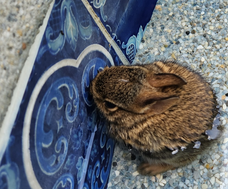 Sam Stampfer (@saminsilico) on Twitter photo On the morning when <a href="/aoglasser/">Avital Y. O'Glasser, MD FACP SFHM DFPM (she/her)</a> asked for some cute animal pics, I randomly pulled this little fella out of the pool! Fit right in the palm of my hand. Is tularemia more or less likely when they're this young? On the morning when <a href="/aoglasser/">Avital Y. O'Glasser, MD FACP SFHM DFPM (she/her)</a> asked for some cute animal pics, I randomly pulled this little fella out of the pool! Fit right in the palm of my hand. Is tularemia more or less likely when they're this young?