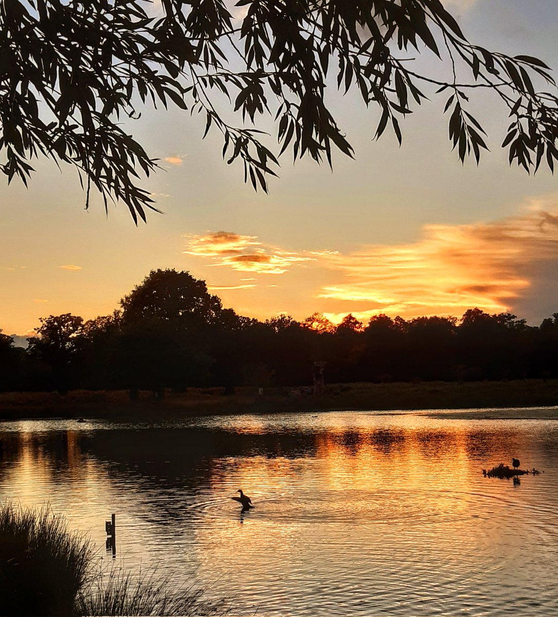 Andy Cradd ๐๐บ๐ฆ (@andycraddphotos) on Twitter photo Sunset stretch. #sunset #sunsetphotography #sunsets #sunsetlovers #bushypark #theroyalparks #SURREY #surreyphotography #surreylandscape #teddingtontown #wildlifephotography #wildlife <a href="/theroyalparks/">The Royal Parks</a> <a href="/surreylive/">SURREY LIVE NEWS</a> <a href="/VisitSurrey/">Visit Surrey</a> <a href="/OutdoorPhotoMag/">Outdoor Photographer</a> <a href="/AP_Magazine/">Amateur Photographer</a> <a href="/SurreyLife/">Surrey Life</a> <a href="/richmondtimes/">RTT</a> Sunset stretch. #sunset #sunsetphotography #sunsets #sunsetlovers #bushypark #theroyalparks #SURREY #surreyphotography #surreylandscape #teddingtontown #wildlifephotography #wildlife <a href="/theroyalparks/">The Royal Parks</a> <a href="/surreylive/">SURREY LIVE NEWS</a> <a href="/VisitSurrey/">Visit Surrey</a> <a href="/OutdoorPhotoMag/">Outdoor Photographer</a> <a href="/AP_Magazine/">Amateur Photographer</a> <a href="/SurreyLife/">Surrey Life</a> <a href="/richmondtimes/">RTT</a>