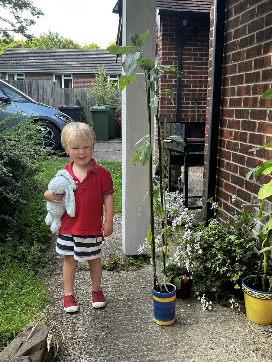 handyhan's tweet photo. @MrsW_Streatley @StreatleySch @MrsMacDTeach More seeds were bought so younger brother could have a sunflower https://t.co/NPPTjLwC81