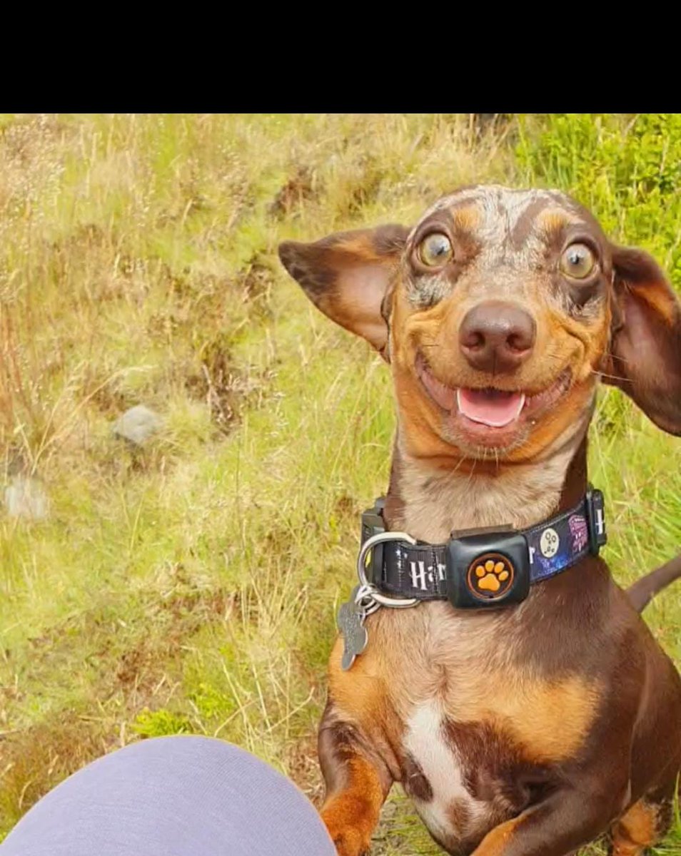 Steevie_T's tweet photo. .@PitPatPet any further updates on a release date for your gps version? Been eagerly awaiting it since it was announced!! We have a sausage dog itching to try it out! https://t.co/eUzEG50z7A
