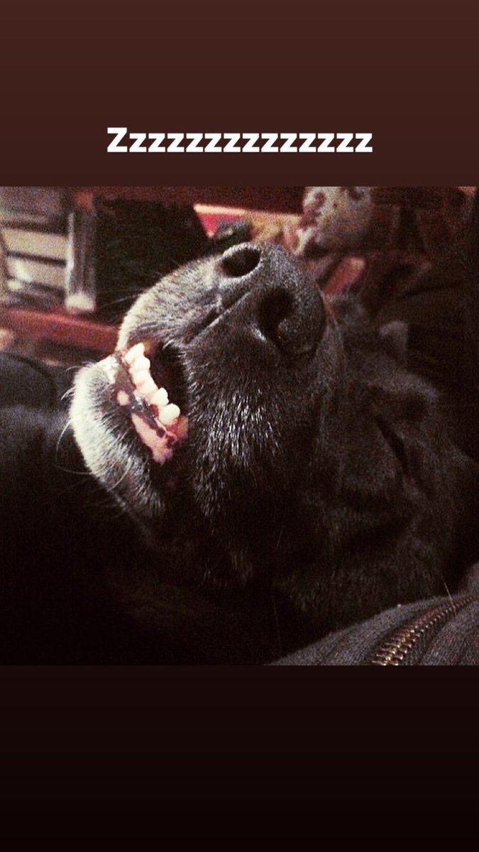AxelGoodestBoi's tweet photo. Nothing to see here… but a sweet sleeping doggo dreaming &amp; living his best life #RescueDogs #rescuedog #letsleepingdogslie #cattledogcross #cattledogpittbullcross #DogsofTwittter #dogsoftwitter #dog #dogislove #axelgoodestboi #axelthegoodestboy #zzzz https://t.co/ilRcmvJhhe