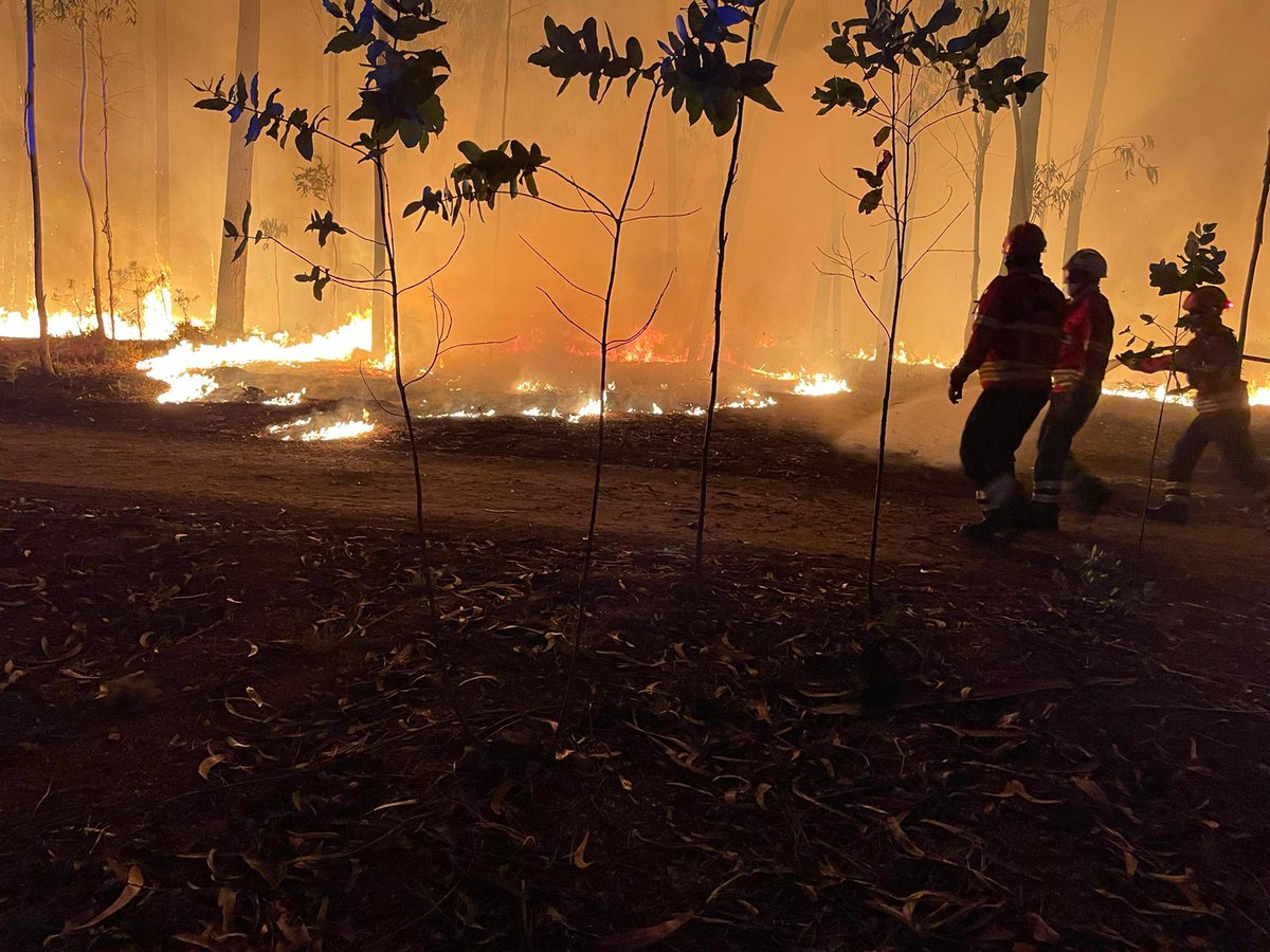 Pai, já não te vejo a quase 3 dias, hoje saíste do incêndio de Ourem para vires agora para o de Palmela…
Vejo toda a gente a usar como desculpa as temperaturas altas, isso também ajuda… mas nada me tira da cabeça que isto é fogo posto…
Amo-te estou aqui em casa à tua espera❤️