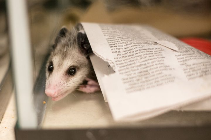 Houston SPCA tweet media