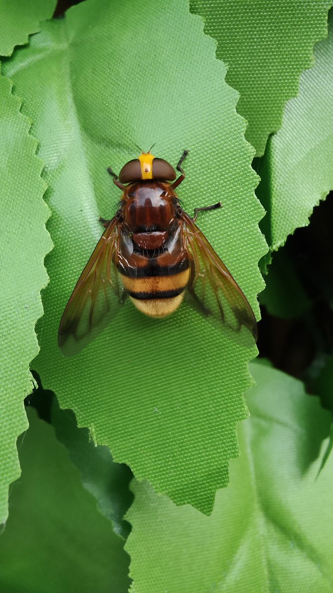 xandybakero's tweet photo. Is anyone able to identify this? Was pretty large, between 2-3cm

#bees
#greatbritishbeecount https://t.co/b7yi8nyREL