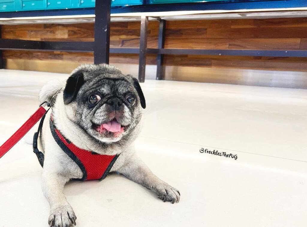FrecklesThePUG's tweet photo. #primeday waiting for the mailman 
#pug #whereismypackage https://t.co/FXLP2kLUM2 https://t.co/U3vHYalBWO