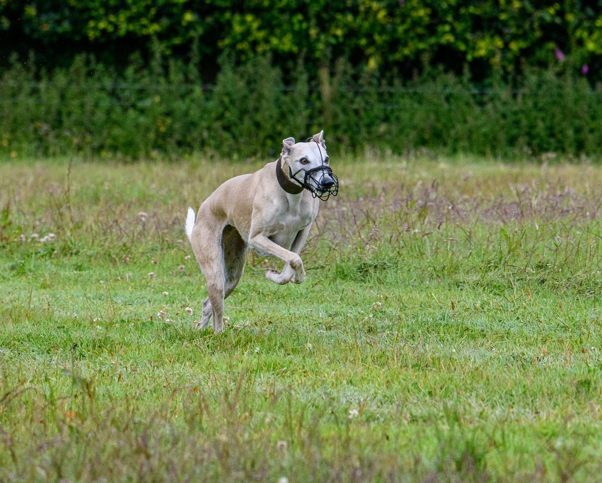 lurcherwork's tweet image. #lurcher #lurecoursing #runningdogs #sighthound #coursing