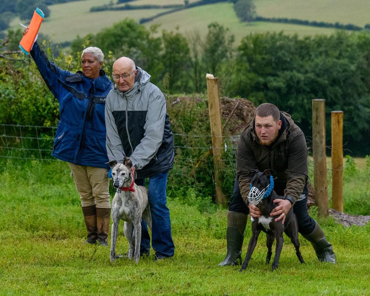 lurcherwork's tweet image. #lurcher #lurecoursing #runningdogs #sighthound #coursing