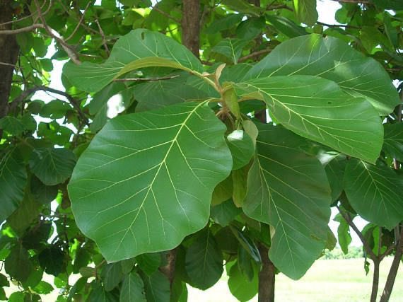 HerbalistChief's tweet photo. Comment with a picture of any plant you have on your phone and I will tell you it's medicinal uses backed by research.

Ghana card | #UTAG I kessie | Thomas Partey | Depay | Jean Mensah | sad news I accidentally | Senior Staff Association | Kounde | Trans| Nigeria https://t.co/2l0V7NqeEP