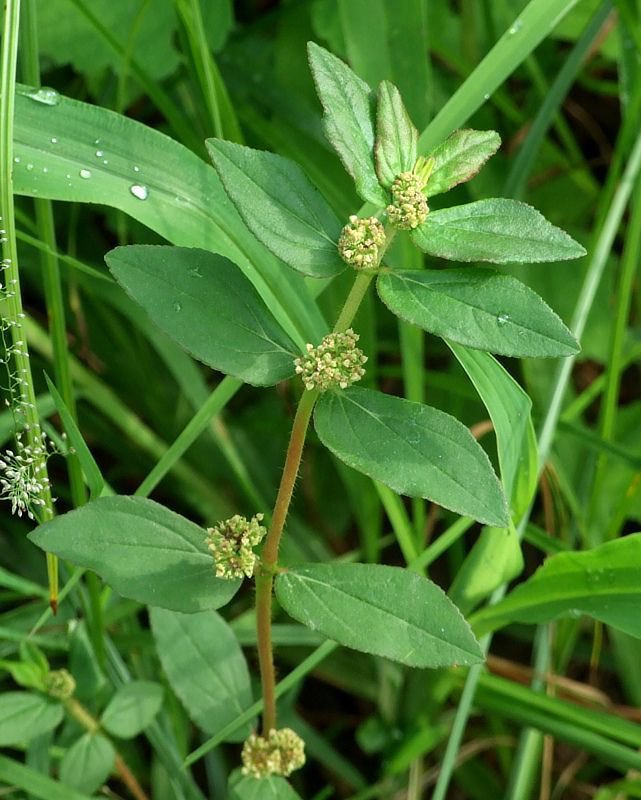 HerbalistChief's tweet photo. Comment with a picture of any plant you have on your phone and I will tell you it's medicinal uses backed by research.

Ghana card | #UTAG I kessie | Thomas Partey | Depay | Jean Mensah | sad news I accidentally | Senior Staff Association | Kounde | Trans| Nigeria https://t.co/2l0V7NqeEP