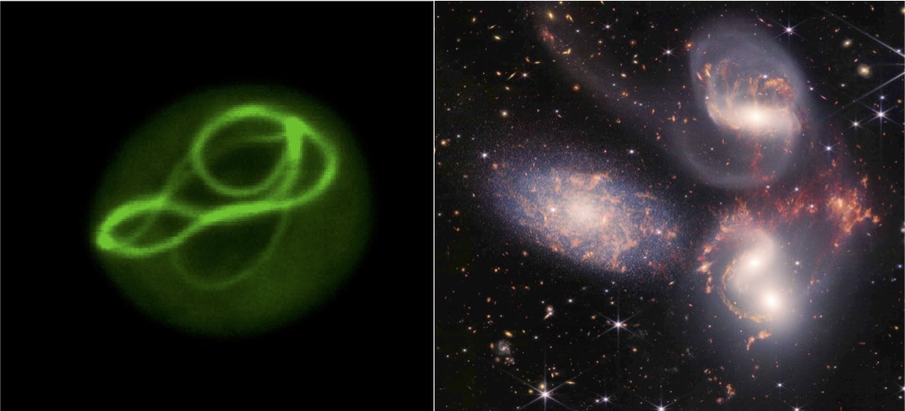 Rachel Scanza (@rachelscanza) on Twitter photo News story by me for <a href="/ScienceStowers/">Stowers Institute</a> on signalosome science. Do you see the similarity between proper protein folding vs Stephan's Quintet?stowers.org/news/switch-na… News story by me for <a href="/ScienceStowers/">Stowers Institute</a> on signalosome science. Do you see the similarity between proper protein folding vs Stephan's Quintet?stowers.org/news/switch-na…