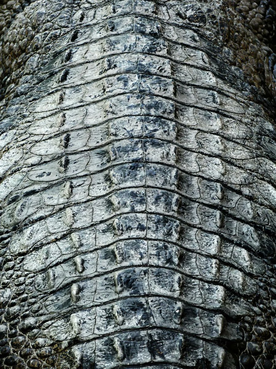 derekdata's tweet photo. Yes, with the cloud we have the promise of easy scaling.  However, systems should still be setup to shed load, as there is always a limit to how much a system can scale.  Shedding load allows some responses to continue to process, rather than bringing the entire system to a halt. https://t.co/laryrbyR2Q