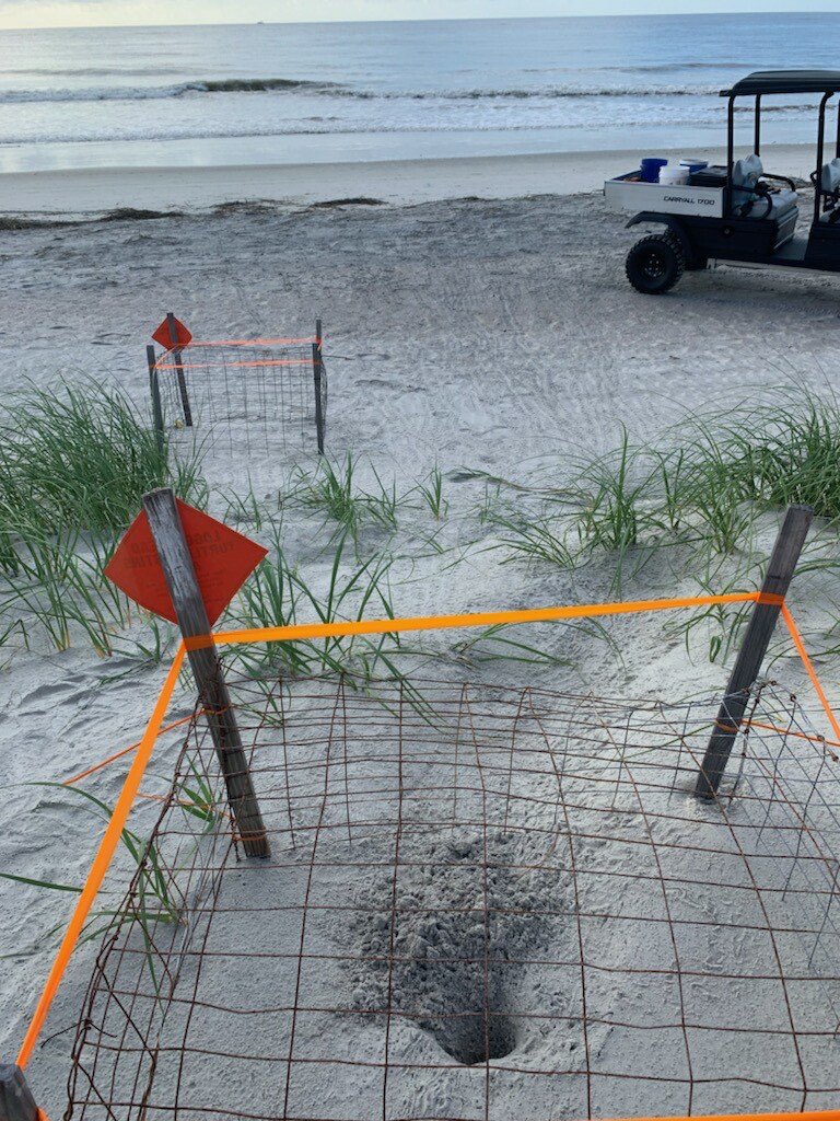 FOHISC's tweet image. N e s t  146 🐢👏

Season 2022 is winding down ——&amp;gt; can we hit 150?!
#loggerheads of #HuntingIsland