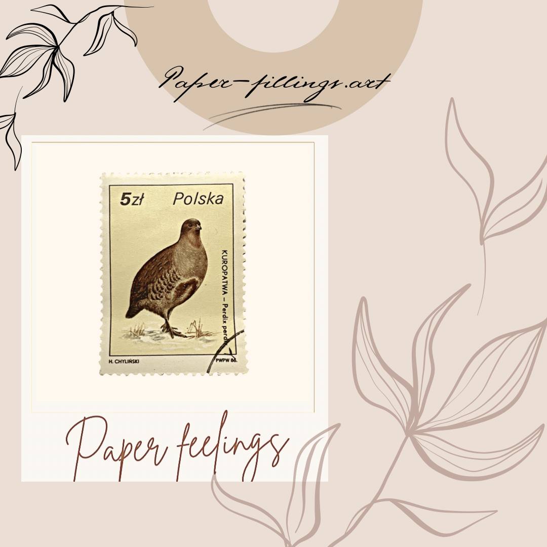 paper.feelings.official tweet media