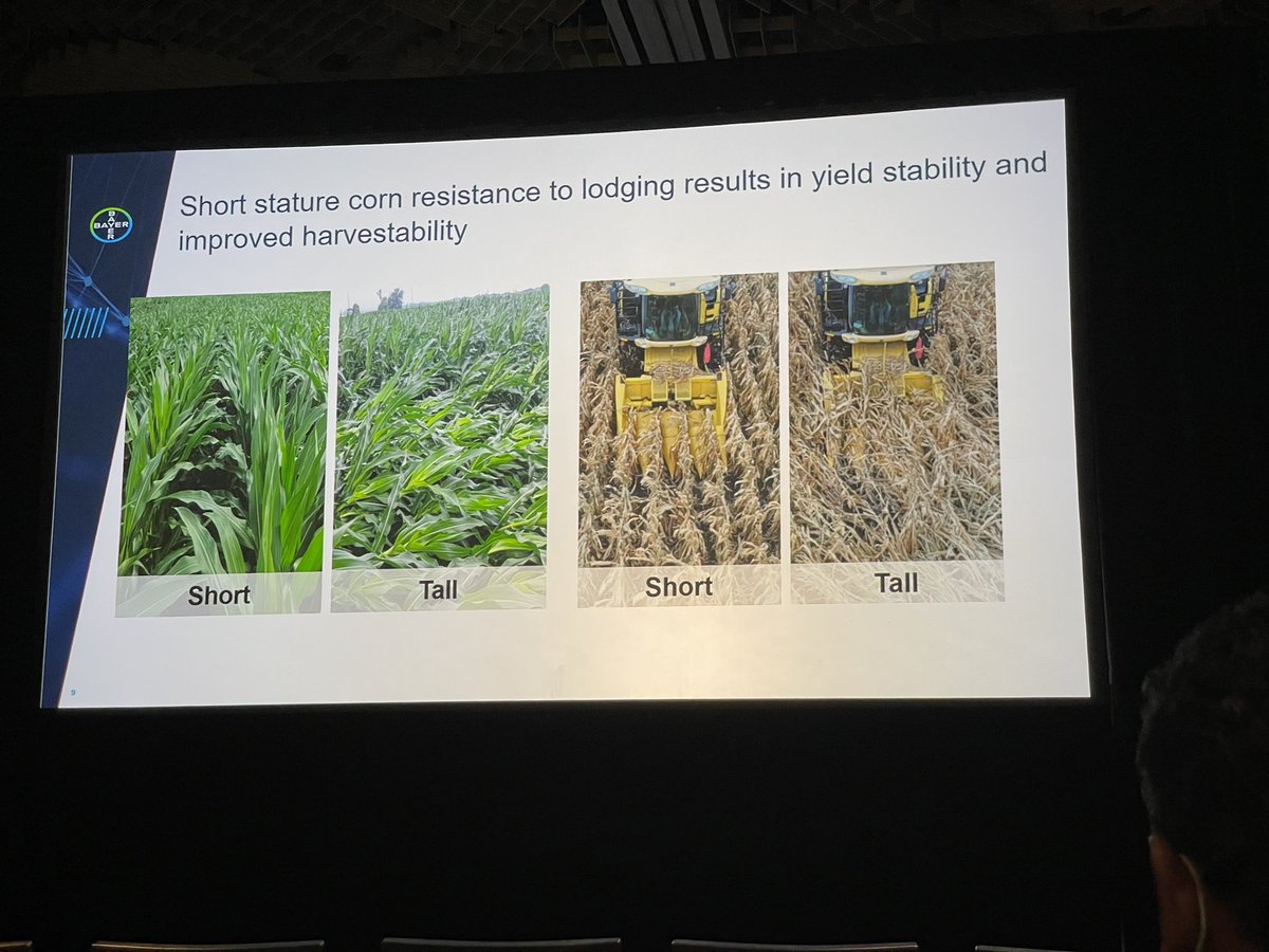 cdanmaigona1's tweet photo. Great talk on smart corn systems by @kmgillespie @Bayer4Crops launching soon. Some benefits; resistance to lodging, can withstand moderate to high winds, on average out-yielded conventional corn where wind damage occur, emission efficiency gains @ASPB #PlantBio2022 #PlantBio22 https://t.co/6s1p2Fb3e9