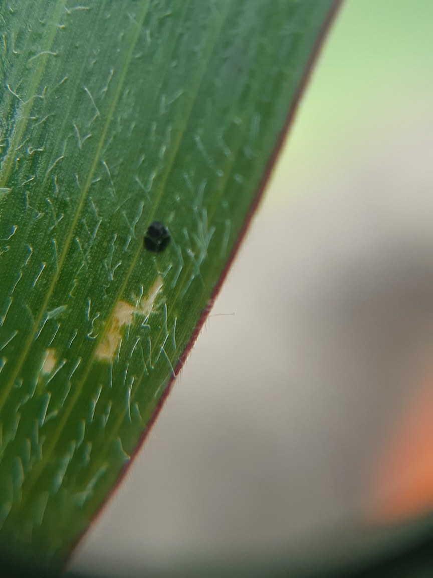 Tar spot located today near Wallaceburg. It's time to scout, and plan accordingly #ontag #tarspot