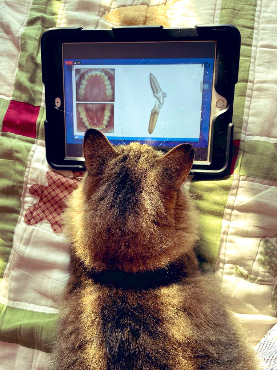 KalyRom's tweet photo. Okay pero, mi gato tomando clases de ortodoncia 😍🥹 

Tequieromucho, Dr. gato 💖 https://t.co/4b1YAYkRX6