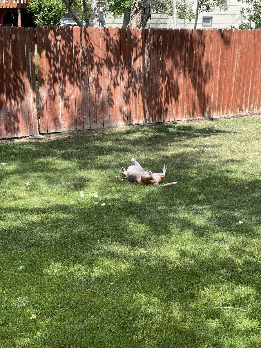 Dog days of summer here. Apple snacks with peanut butter and a good roll in the grass! #beagling